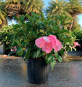 Seminole Pink Bush